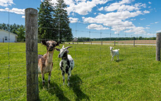 Biggest Mistakes That Ontario Farmers Must Avoid When It Comes to Their Fence - In-Line Fence - Banner