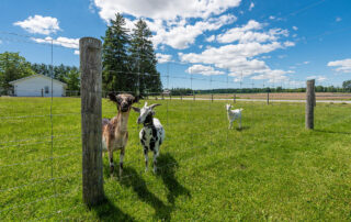 Biggest Mistakes That Ontario Farmers Must Avoid When It Comes to Their Fence - In-Line Fence - Featured
